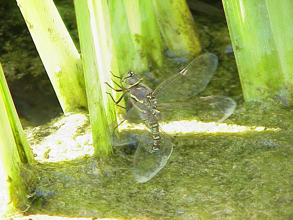Dragon Fly Laying Eggs