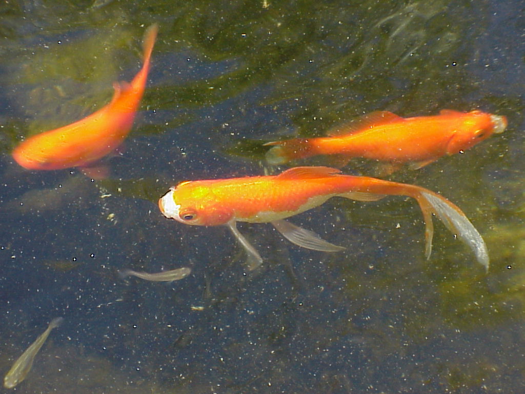 Fantail Goldfish