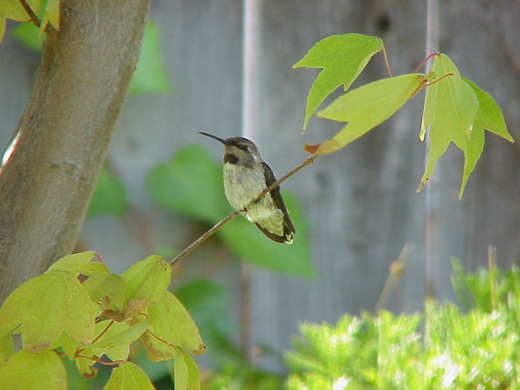 Anna's Humming Bird