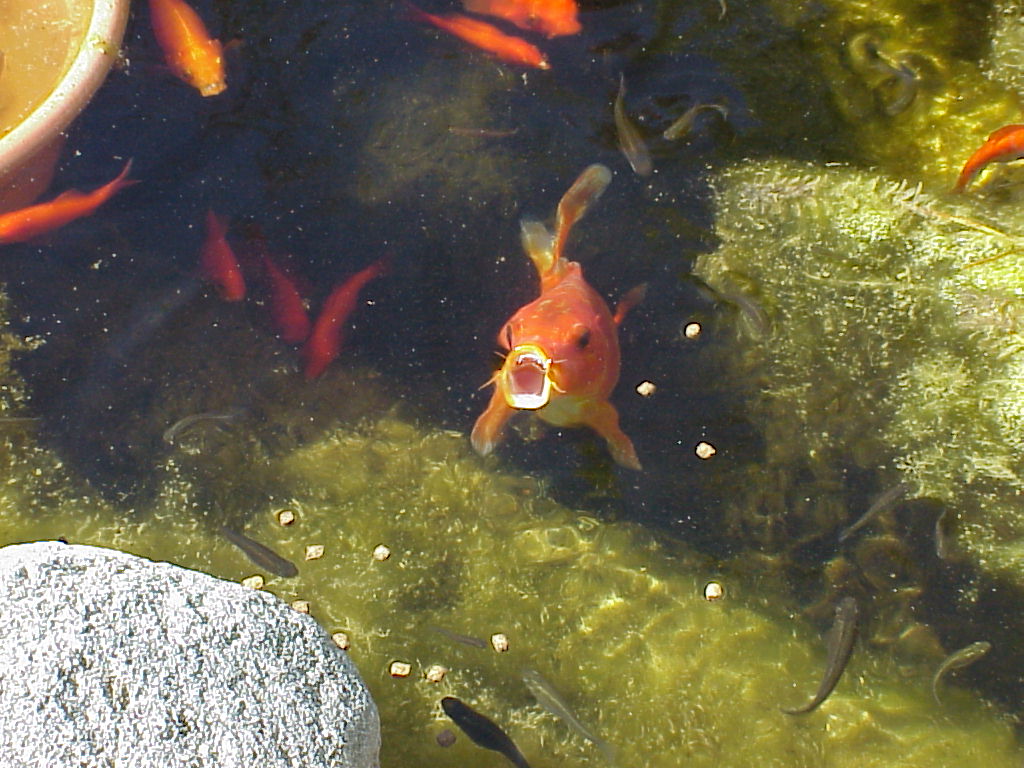 Koi