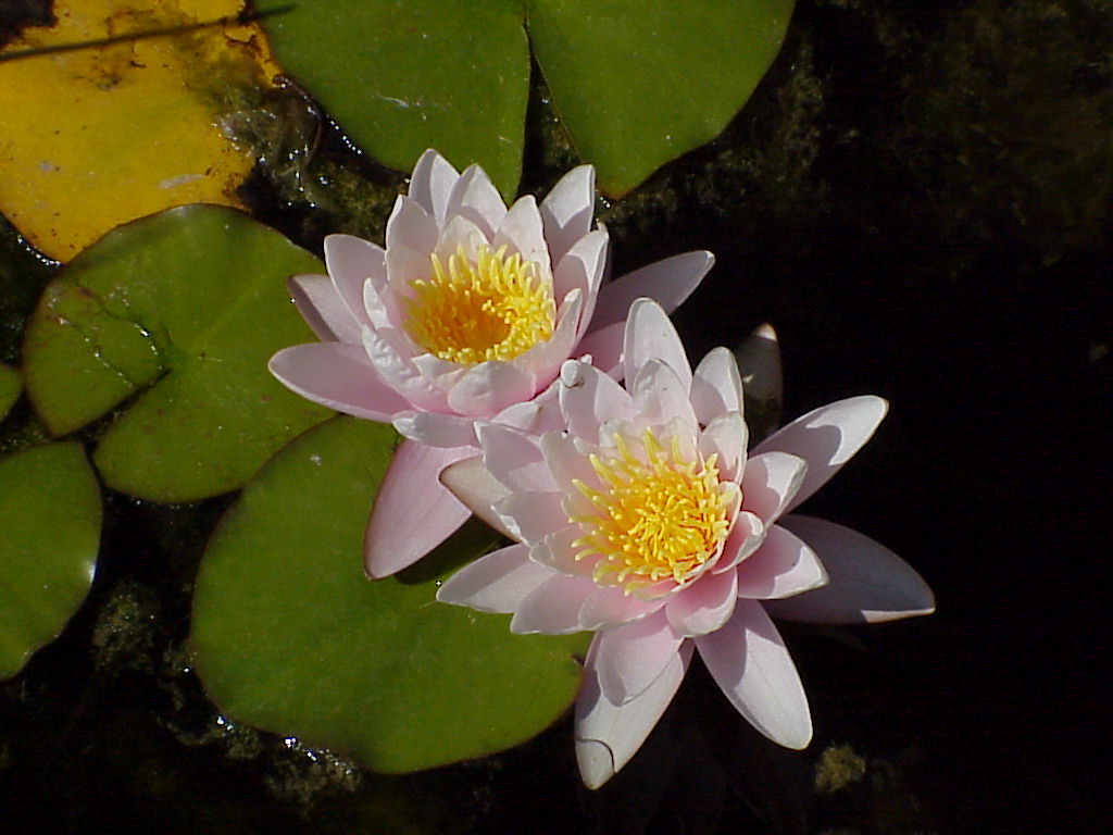 Two Pink Water Lillys