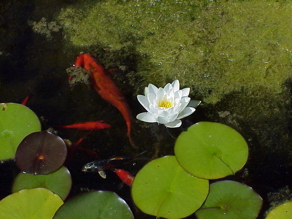White Water Lilly with Koi