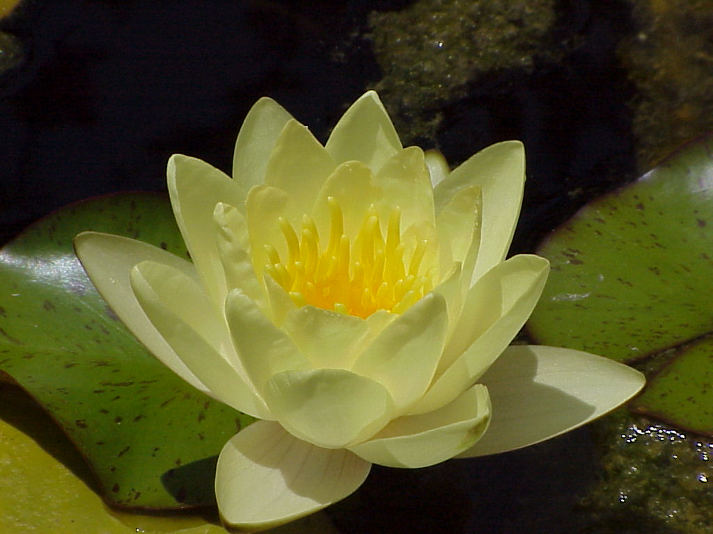 Yellow Water Lilly